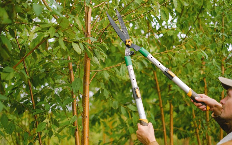 Tree trimming in Wanatah, IN